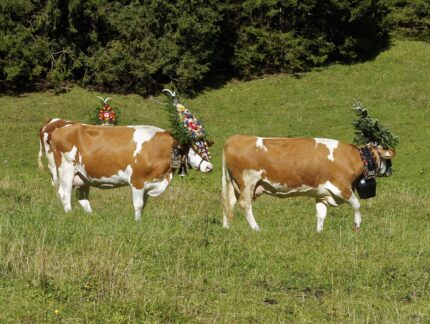 Le tyrol : Transhumance et fête de la bière